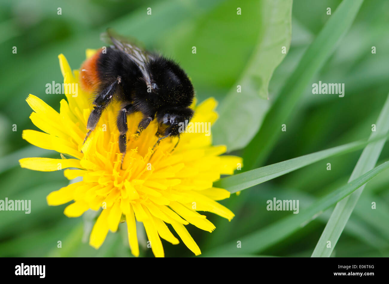 Orange-die Talsohle Hummel auf einem Löwenzahn blüht in einem Cumbrian Garten an einem sonnigen Frühlingstag. Stockfoto