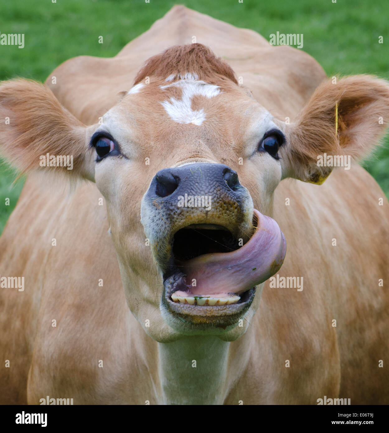 Porträt von ein wenig braune Kuh ziehen Gesichter in einem Cumbrian Feld. Stockfoto