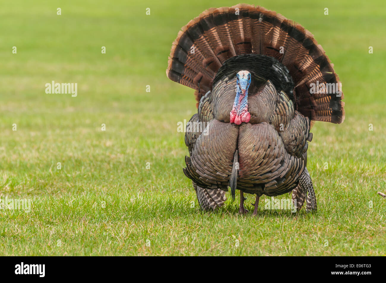 Wilder Truthahn stolziert für einen Kumpel im Frühjahr Paarungszeit. Stockfoto