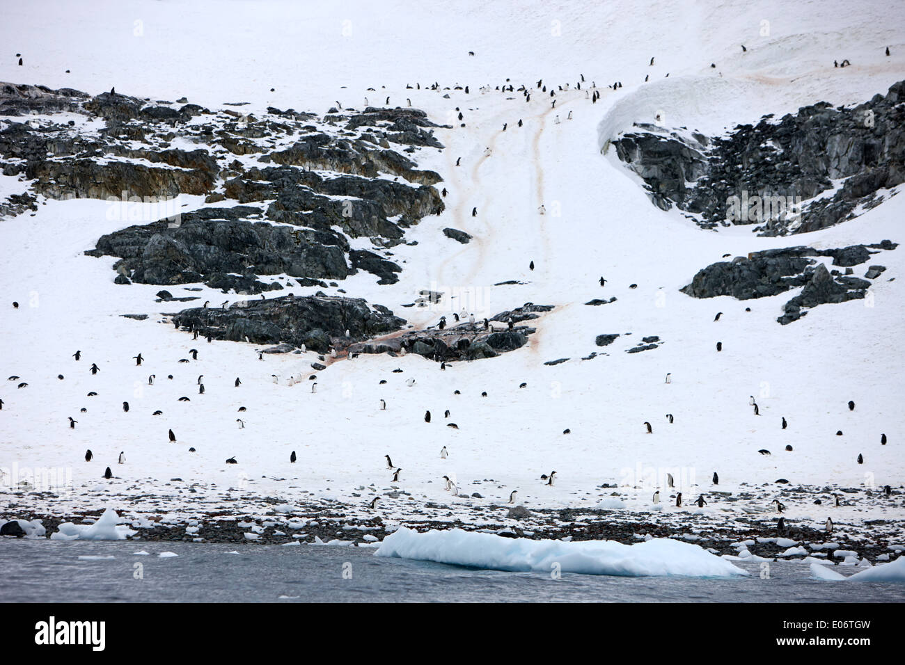 Gentoo-Pinguin-Kolonie mit Pinguin und Routen zum Meer auf der Antarktis Cuverville island Stockfoto