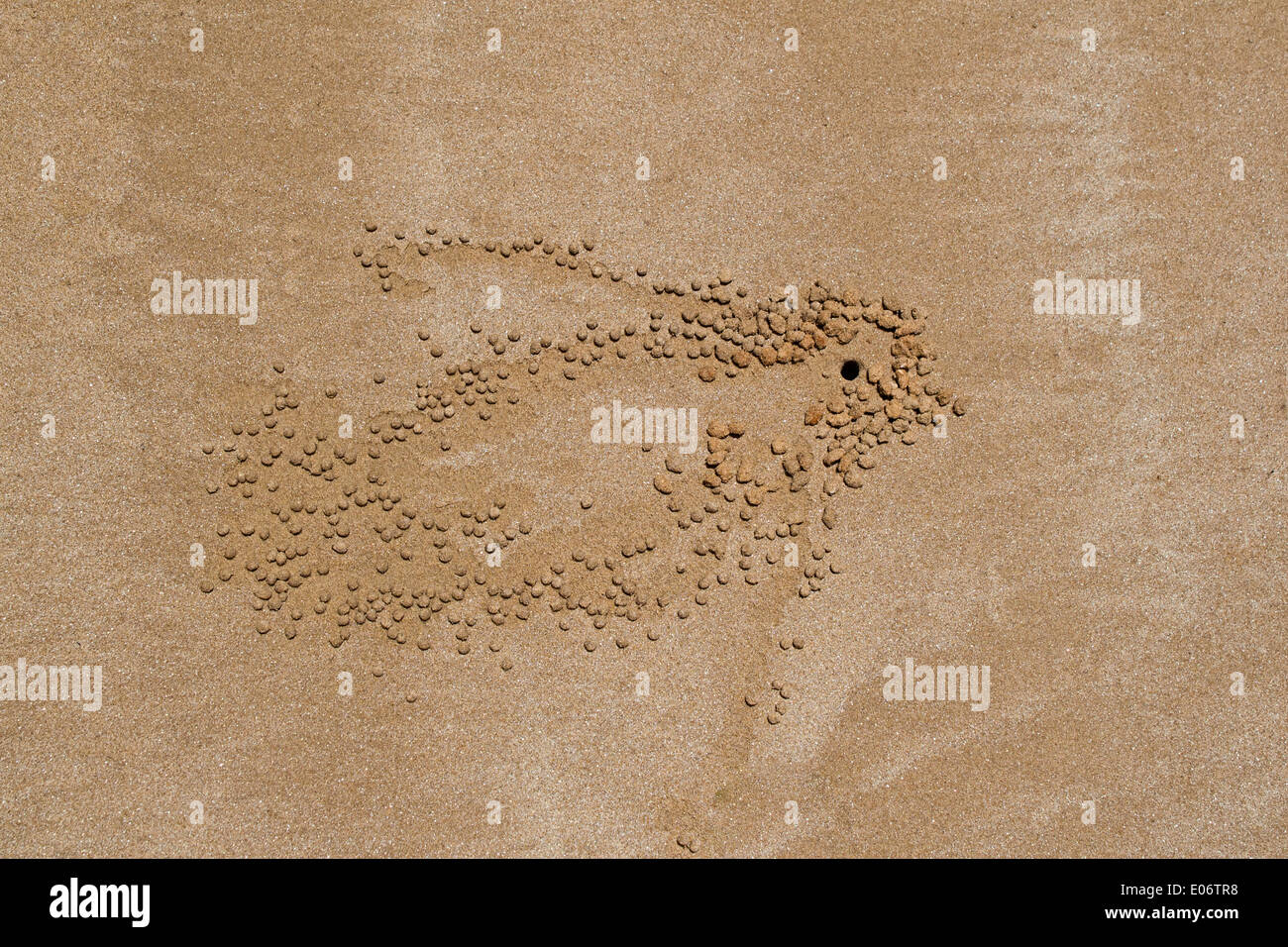 Erstellt von Sand Bubbler Krabbe Pellets, Australien "Die Fliege" Stockfoto