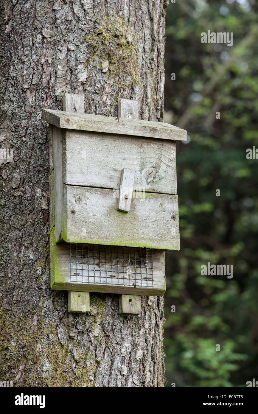 Fledermauskasten Stockfoto
