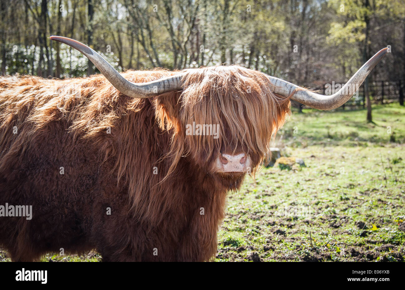 Highland Kuh, Schottland Stockfoto