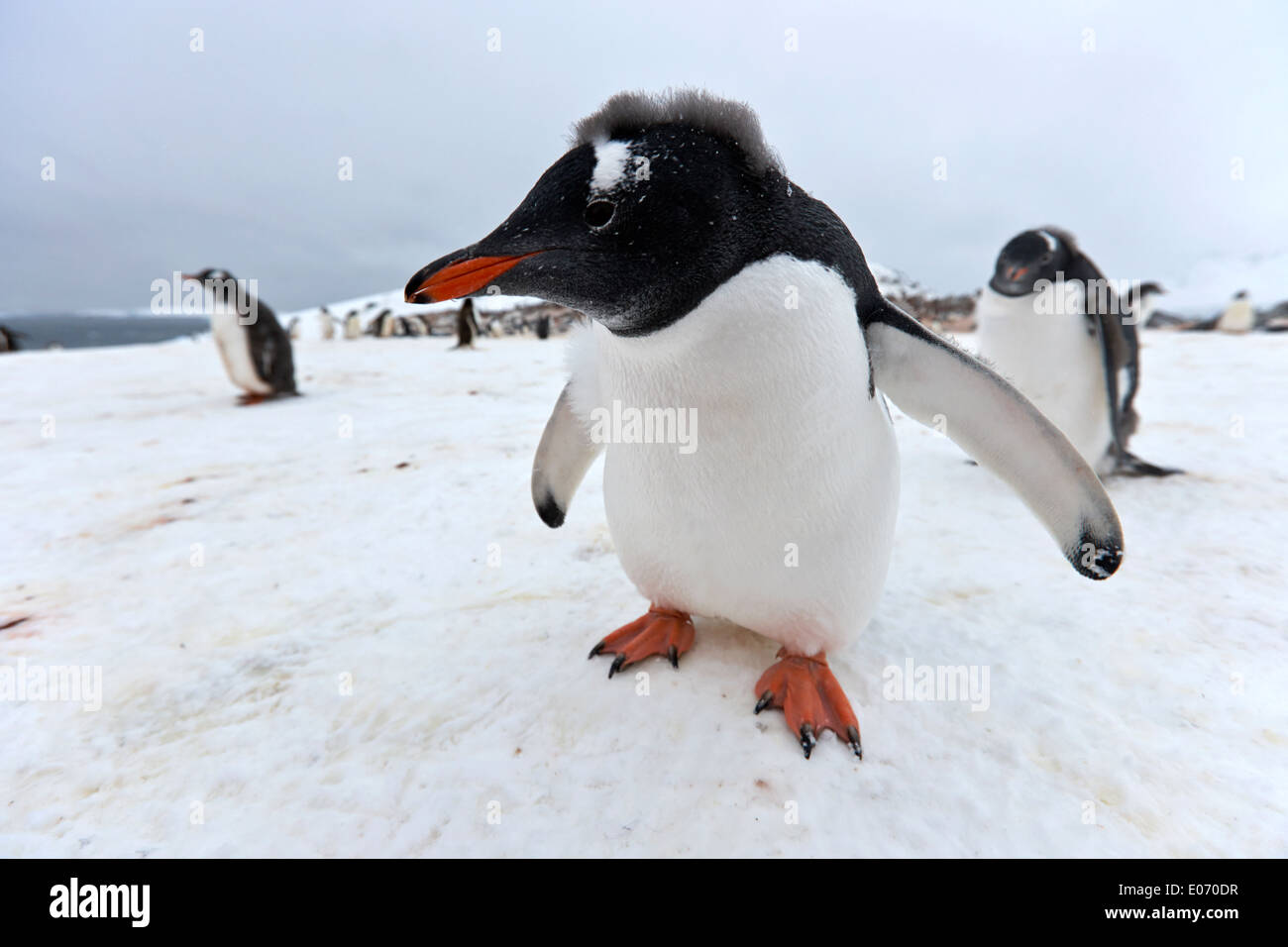 Pinguin in Gentoo-Pinguin-Kolonie in der Antarktis Cuverville island Stockfoto
