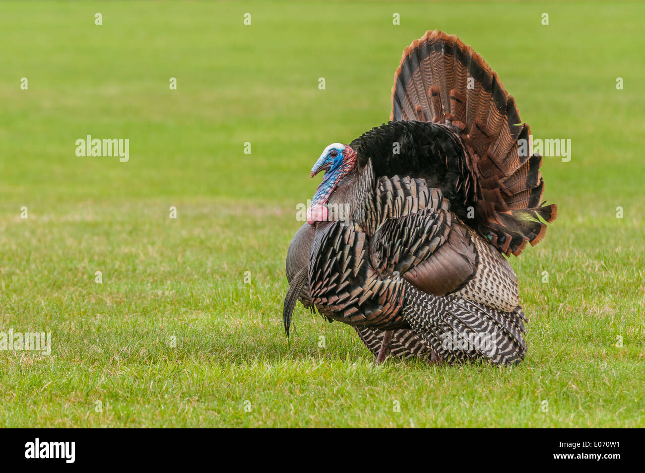 Wilder Truthahn stolziert für einen Kumpel im Frühjahr Paarungszeit. Stockfoto