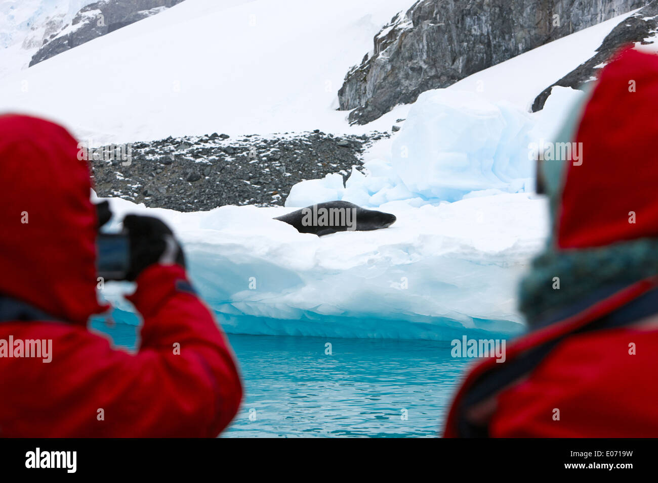 Touristen auf Exkursion, die Fotos von ruhenden Leopard seal Cuverville Island Antarktis Stockfoto