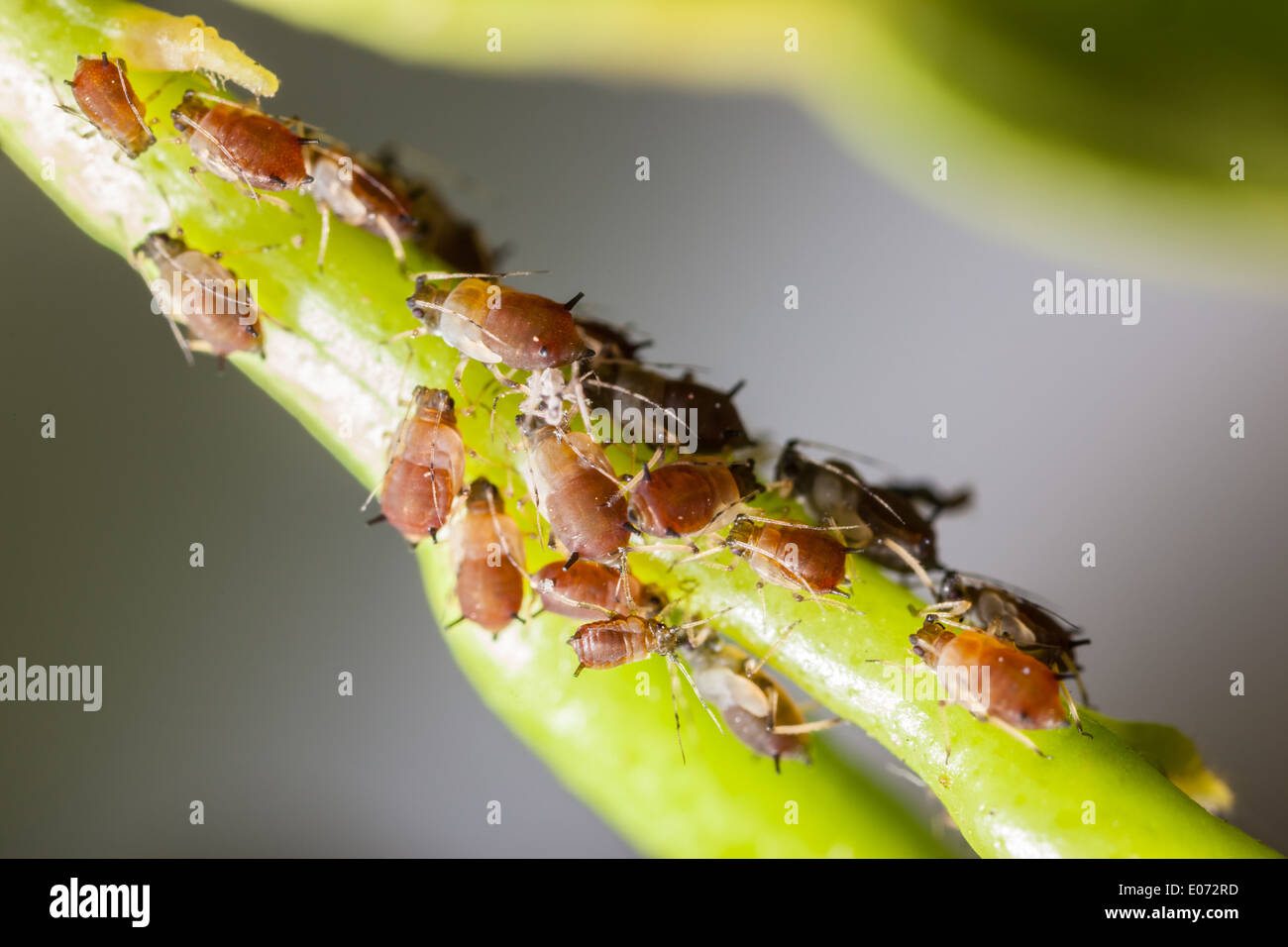 Extreme Makroaufnahme einer Kolonie der Blattläuse ein Zitrus Blatt Stockfoto