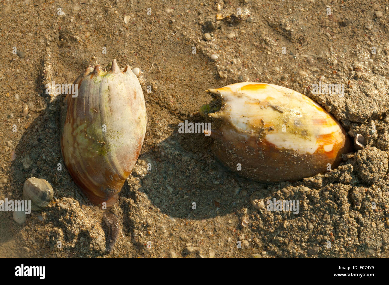 Bailer Muschelstücke Rast, Strand, Kimberley, Western Australia, Australien Stockfoto