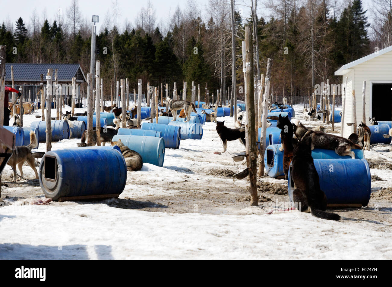 Ein husky Schlitten Hundezwinger in Quebec, Kanada Stockfoto