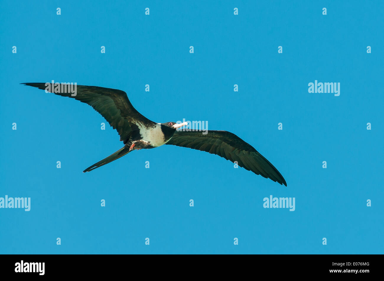 Weniger weibliche Fregattvogel im Flug an Lacepede Inseln, Kimberley, Western Australia, Australien Stockfoto