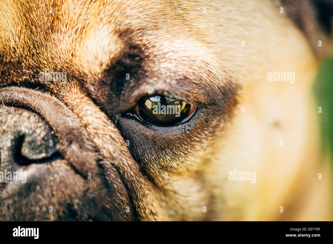 Schließen Sie die Augen Hund französische Bulldogge Stockfoto