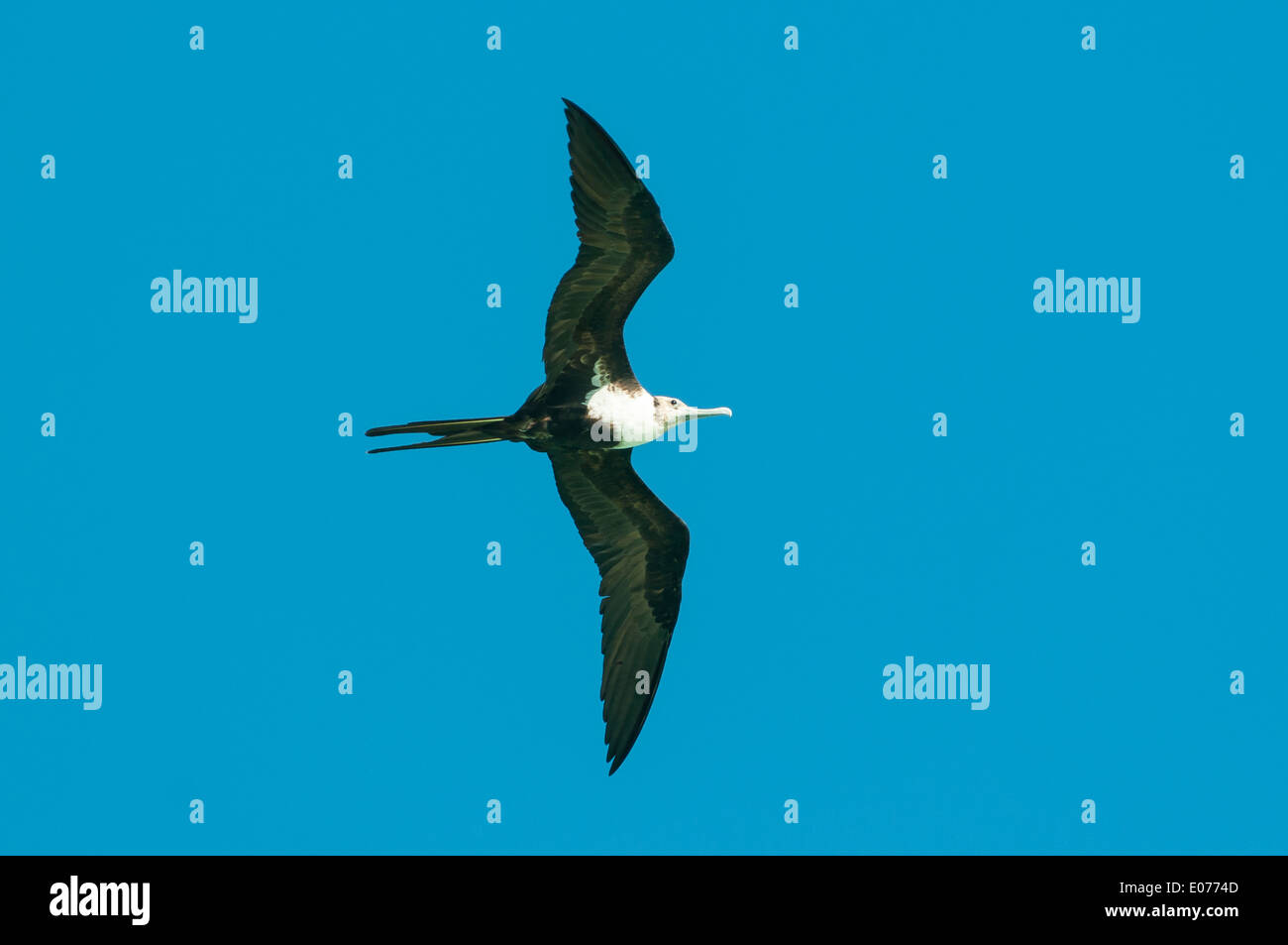 Unreife weniger Fregattvogel im Flug an Lacepede Inseln, Kimberley, Western Australia, Australien Stockfoto