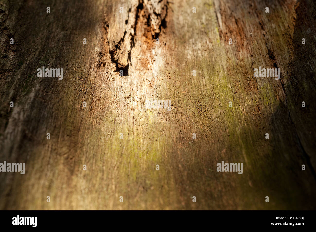 Struktur in innen Holz (Quercus) als Hintergrund Stockfoto