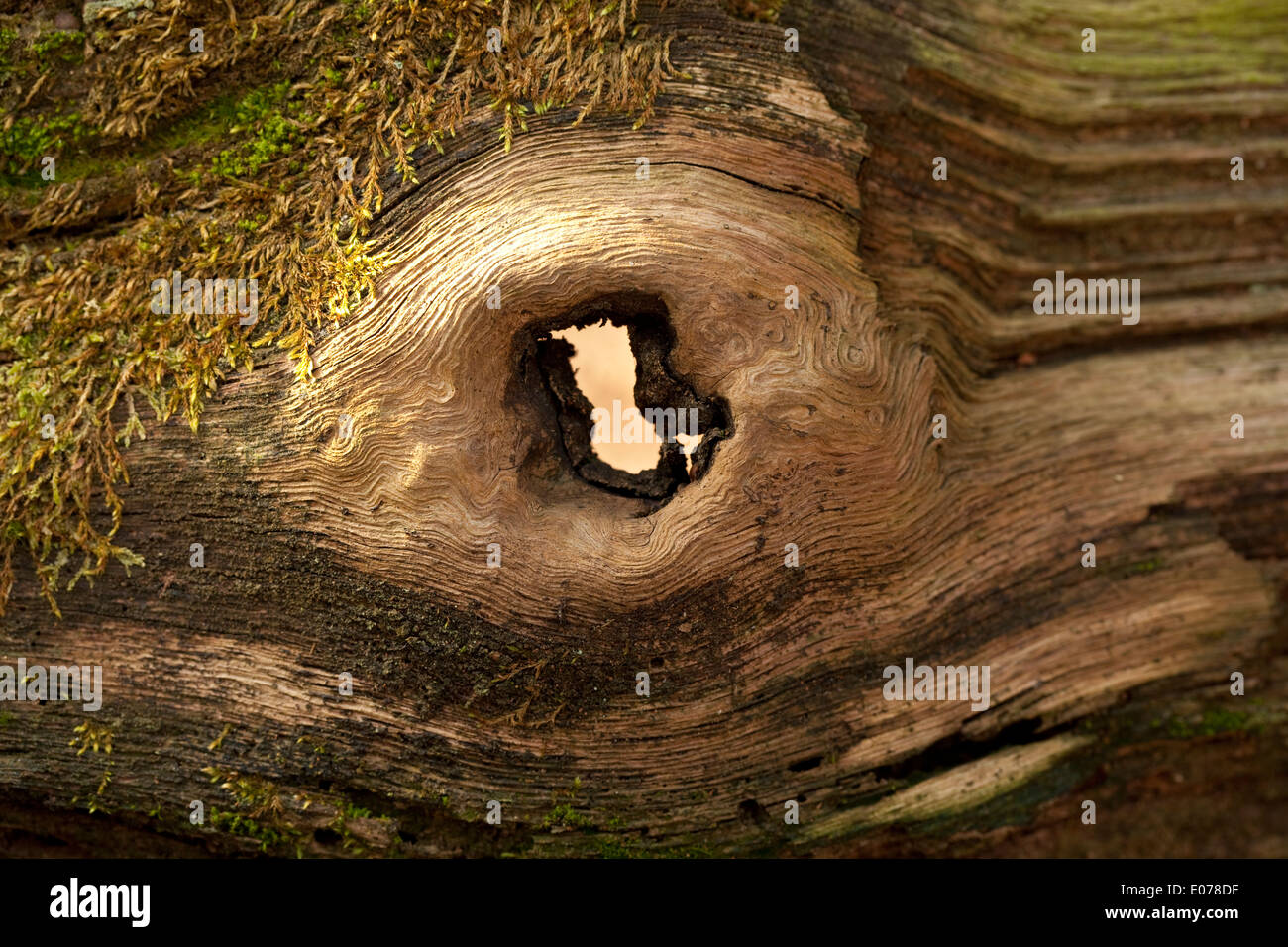 Struktur in Holz Eiche (Quercus) als Hintergrund Stockfoto