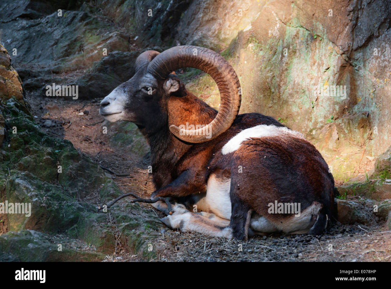 Wilde Schafe Mufflon sitzen auf dem Boden Stockfoto