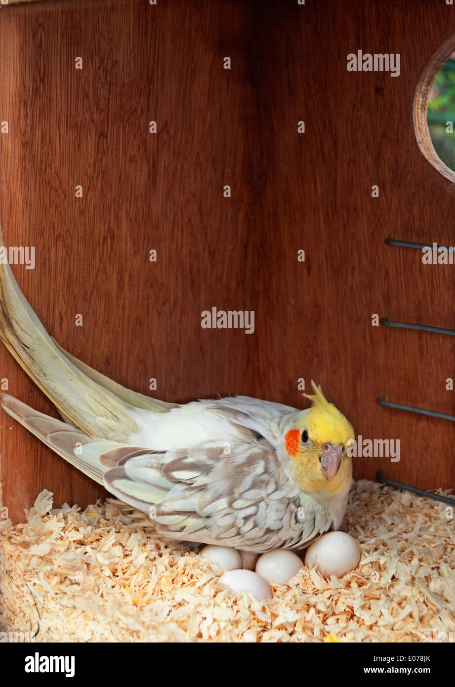 Ein Nymphensittich Vogel im Nistkasten Inkubation von Eiern Stockfoto