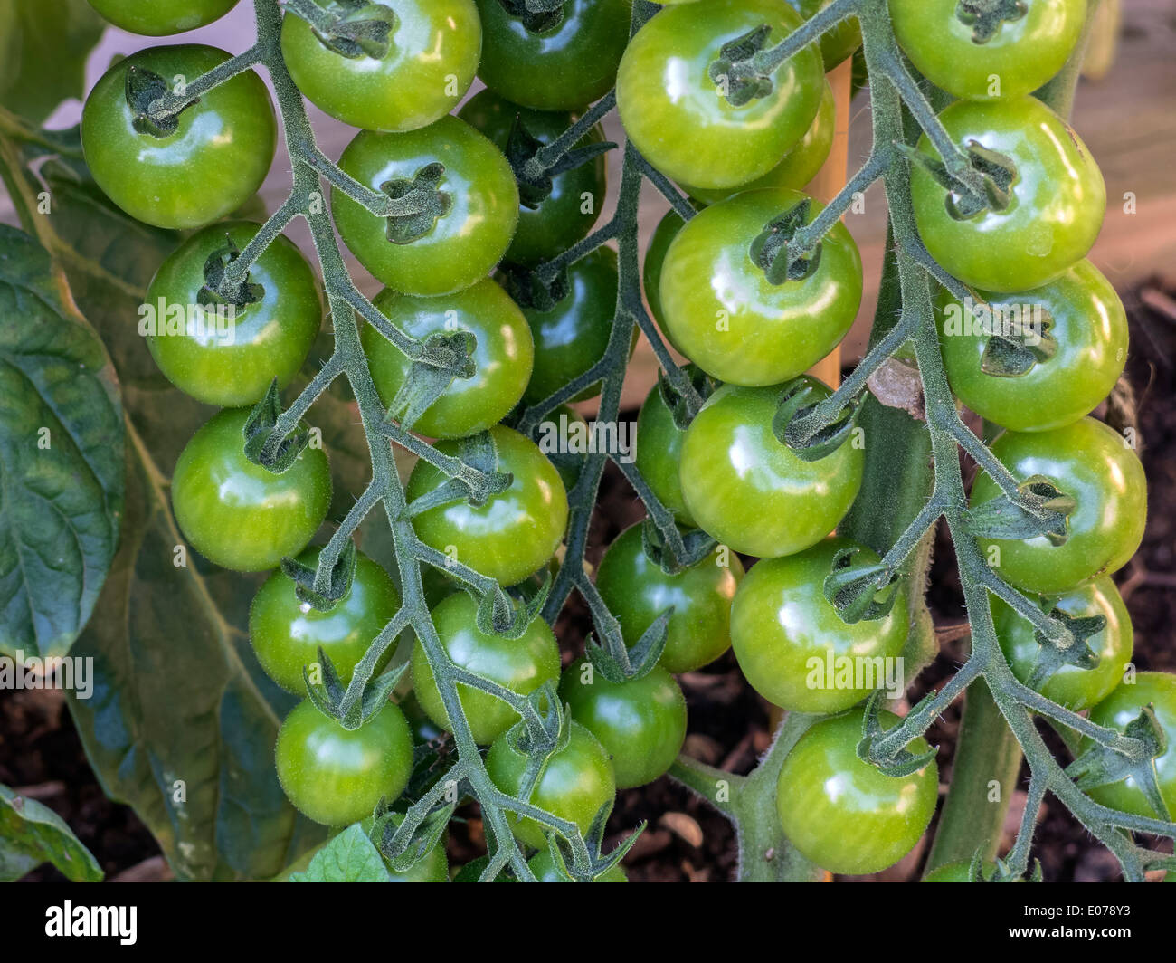 Unreife grüne Cherry-Tomaten Reifen / auf Reben wachsen Stockfoto