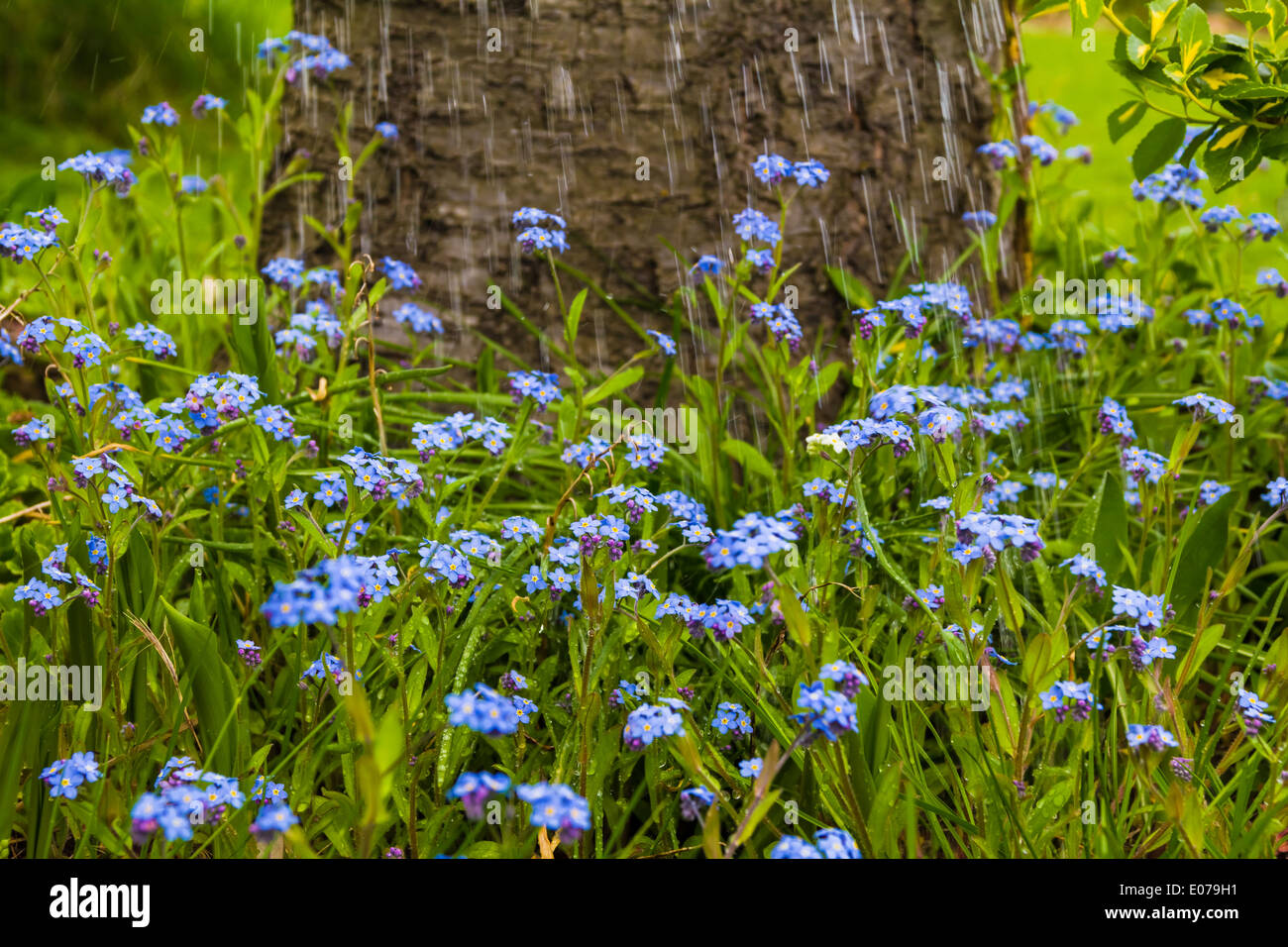 Tropfen Wasser auf einem blauen Frühlingsblumen Stockfoto