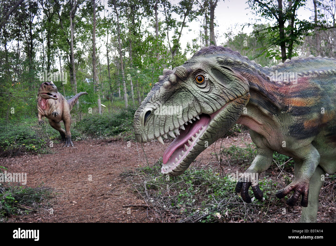 Angriff auf einen Dinosaurier Velociraptor. Realistische Rekonstruktion Stockfoto