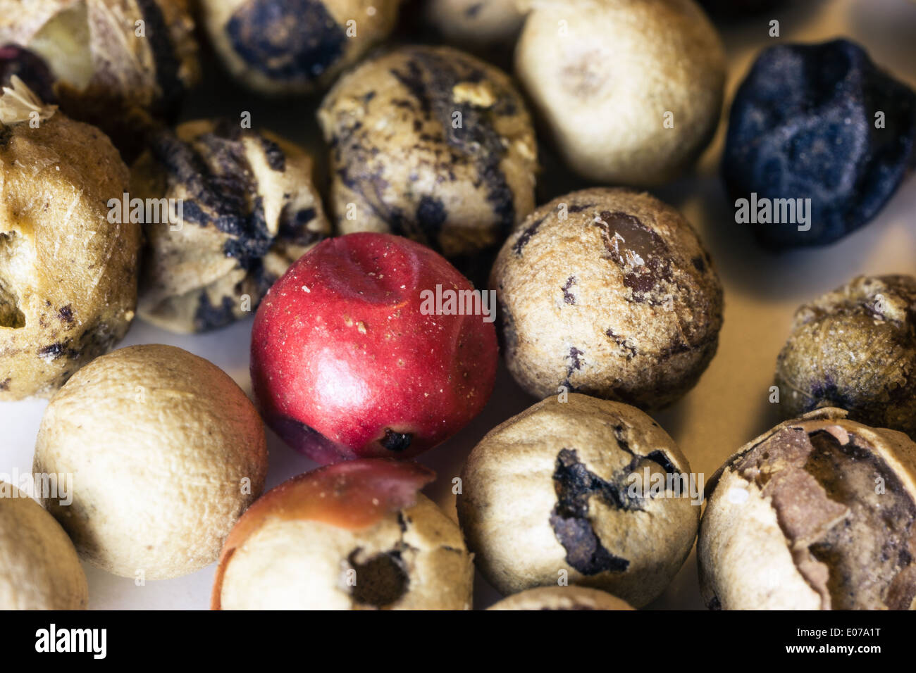 einige extreme Makroaufnahme Pfeffer Körner mit einem "roten" in der Mitte Stockfoto