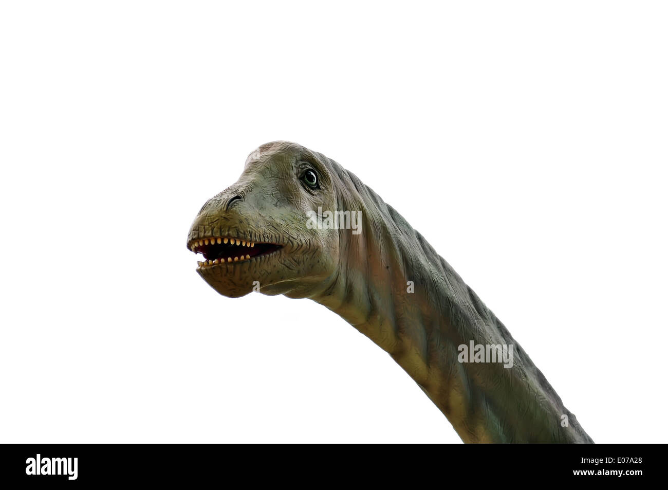 Dinosaurier-Kopf isoliert auf weißem Hintergrund Stockfoto