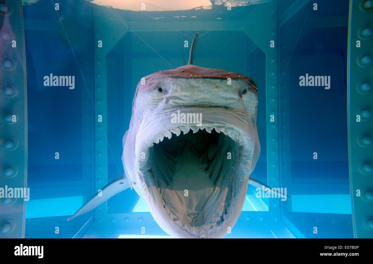 Die physische Unmöglichkeit des Todes im Verstand von jemand lebt, von Damien Hirst Stockfoto