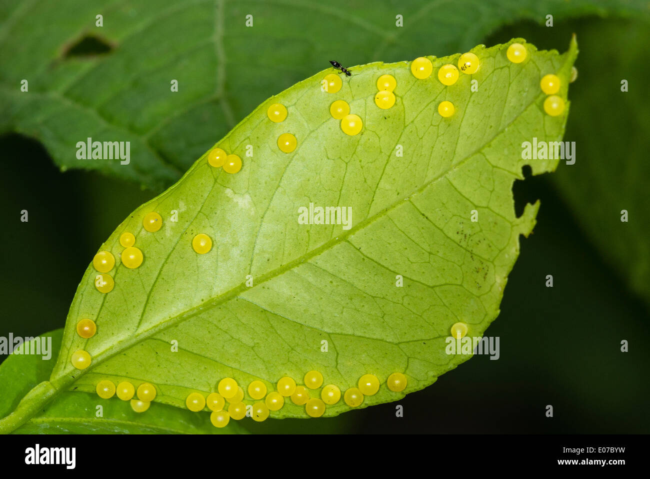 Eiern der großen gelben Mormone Schmetterling Stockfoto