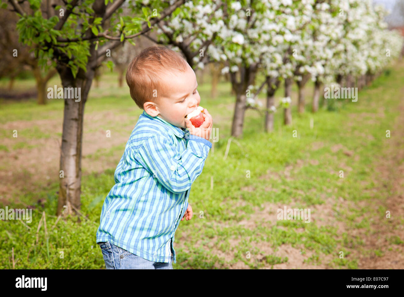 Kleinkind Jungen Essen eines Apfels, Österreich Stockfoto