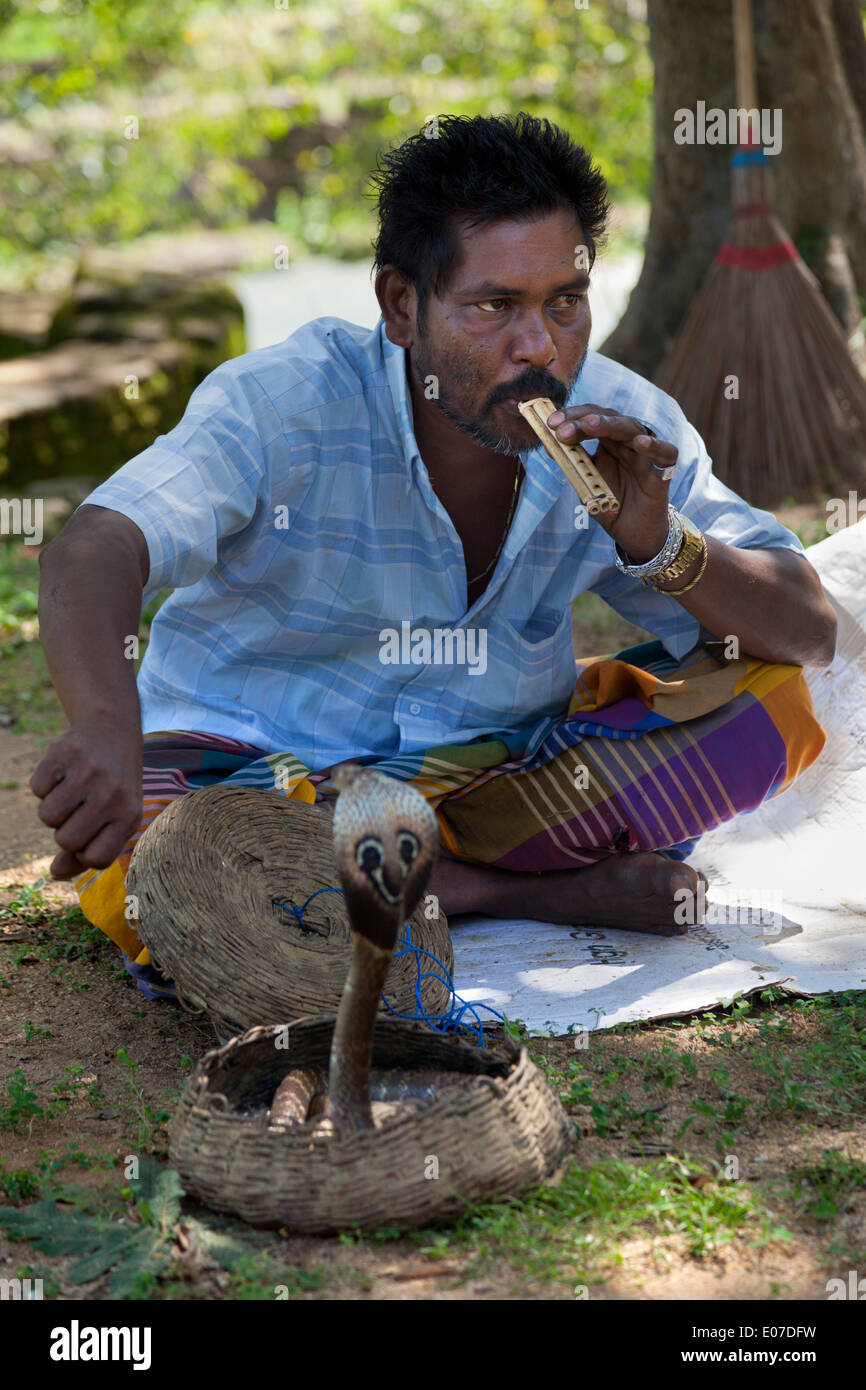 Snake Charmer und Königskobra in Polonnawura, Sri Lanka 2 Stockfoto