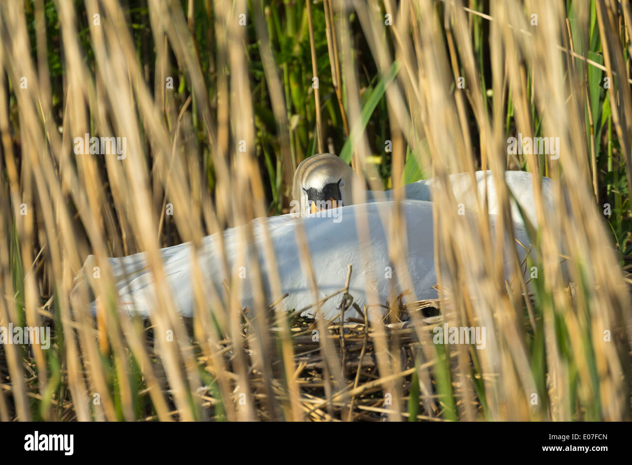 Höckerschwan Cygnus Olor, erwachsenes Weibchen Bebrüten auf versteckte Nest unter Schilf, Exeter Kanal, Exminster, Devon, UK im April. Stockfoto