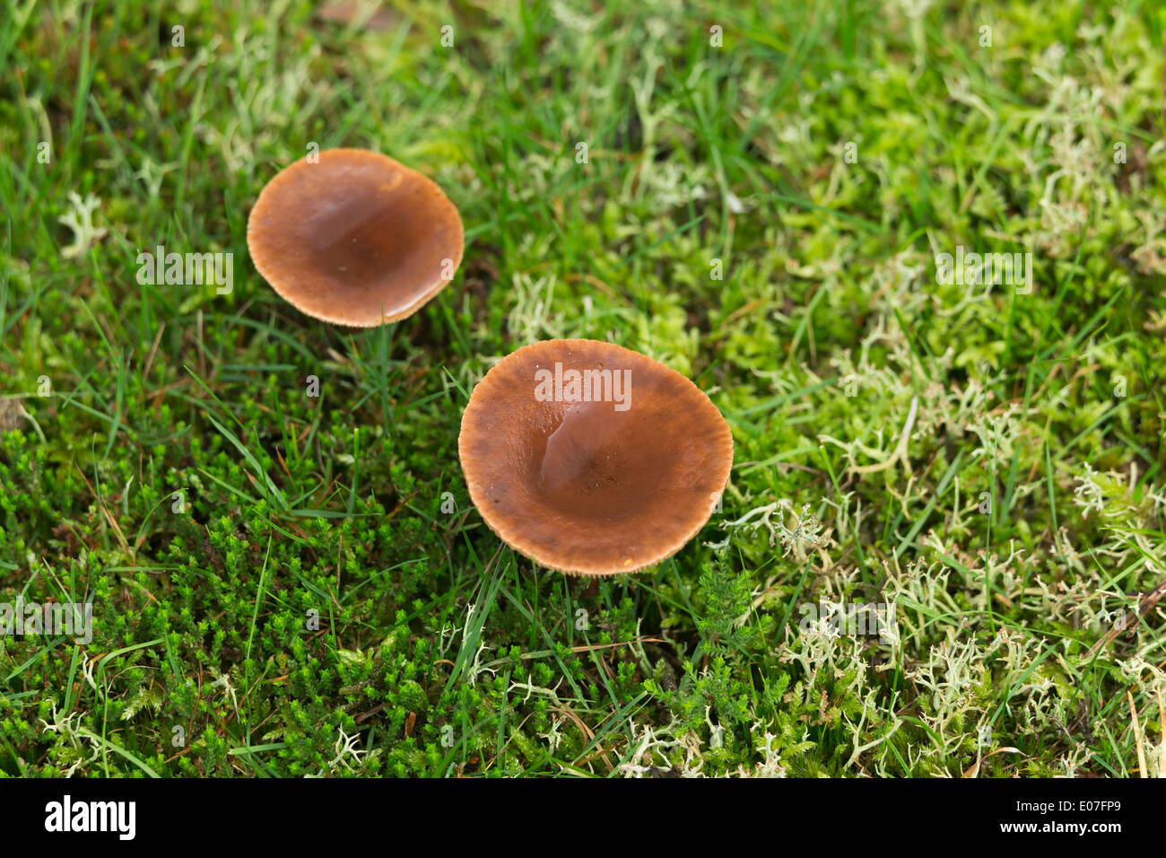 Rufous Milkcap Lactarius Rufus, wachsen im Kiefer Wald mit Moosen, Flechten und Grass, Brownsea Island, Dorset, Großbritannien im Oktober. Stockfoto