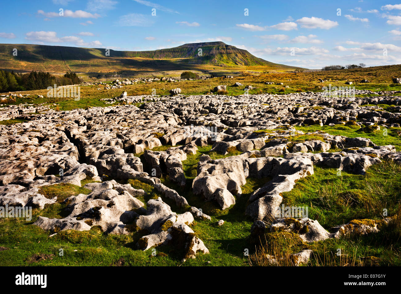 Ingleborough Hügel, Yorkshire Dales National Park, UK. Aus dem Kalkstein Pflaster betrachtet im Norden. Stockfoto