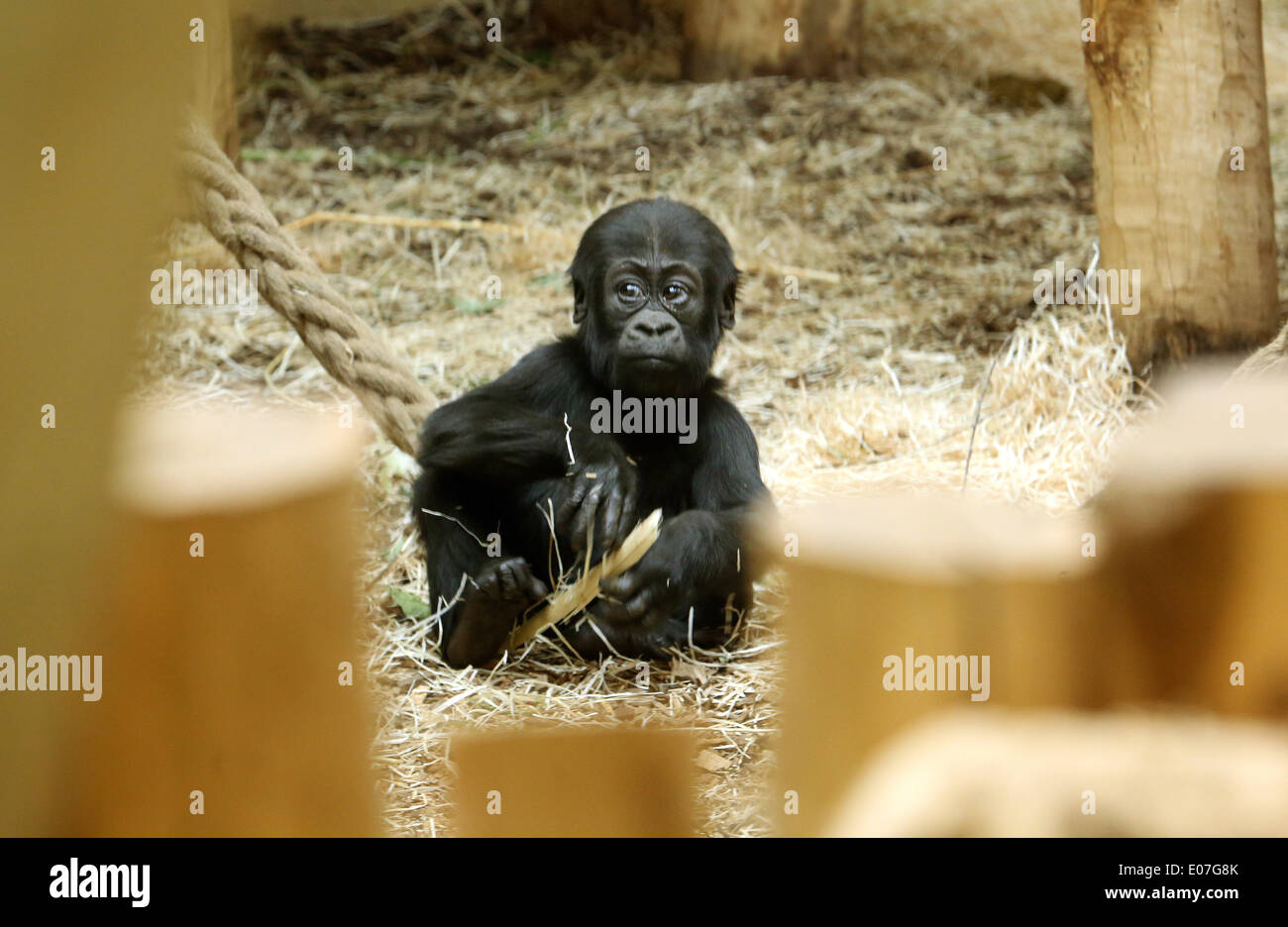 Krefeld, Deutschland. 5. Mai 2014. Gorillababy Tambo etwa elf Monate alt ist und und Zoo-Besucher in den Zoo in Krefeld, Deutschland, 5. Mai 2014-Uhren. Foto: ROLAND WEIHRAUCH/DPA/Alamy Live-Nachrichten Stockfoto