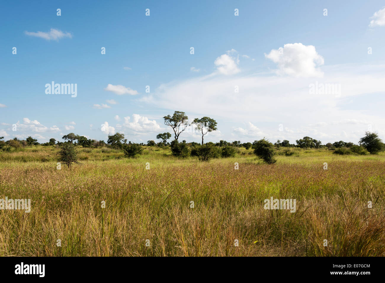 blauer Himmel und weiße Wolken Kruger Nationalpark Landschaft Süd-Afrika Stockfoto