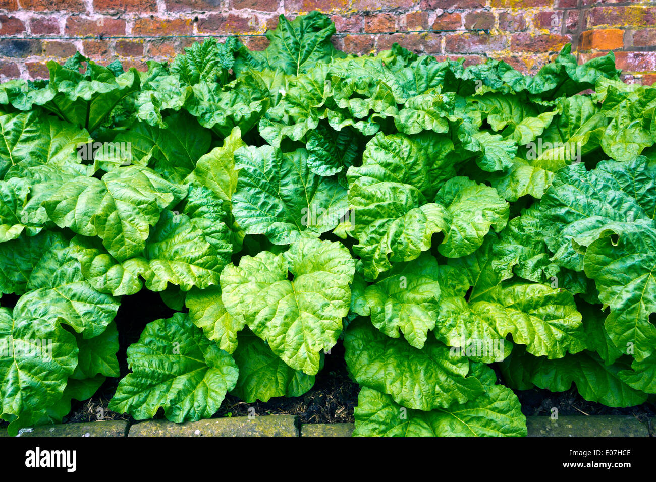 Rhabarber Pflanzen Wachsen Im Gemusebeet Im Garten Stockfoto Bild