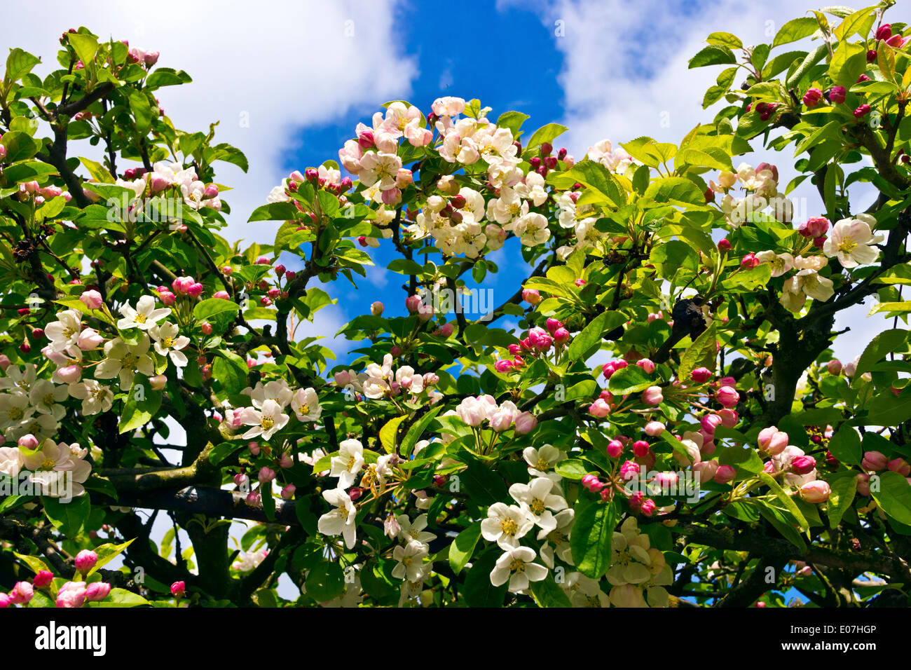 Holzäpfel Blüte in eine Landschaft Hecke. Stockfoto