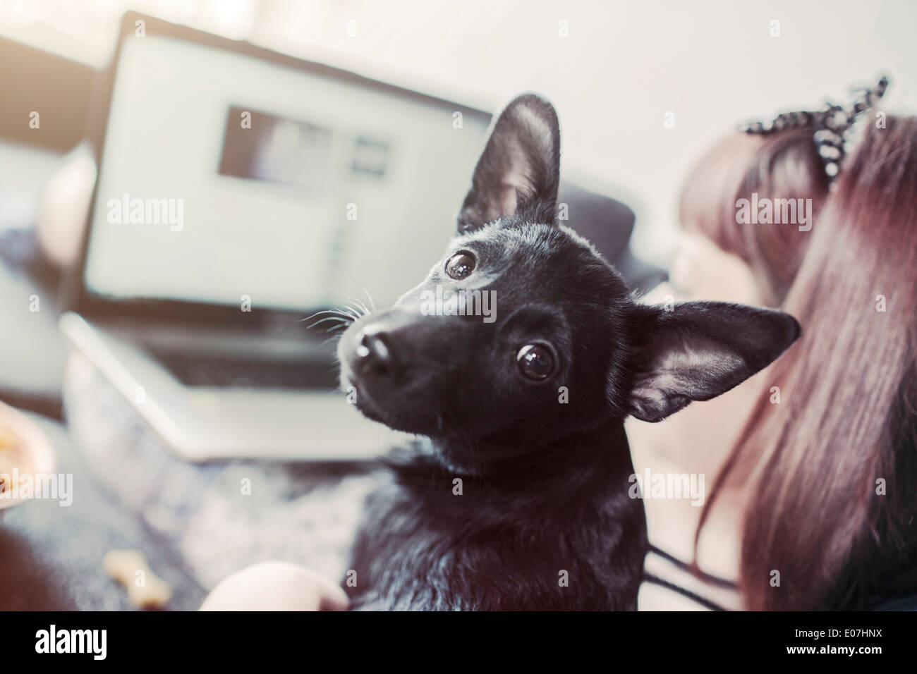 Junge Frau neben Hund Blick auf laptop Stockfoto