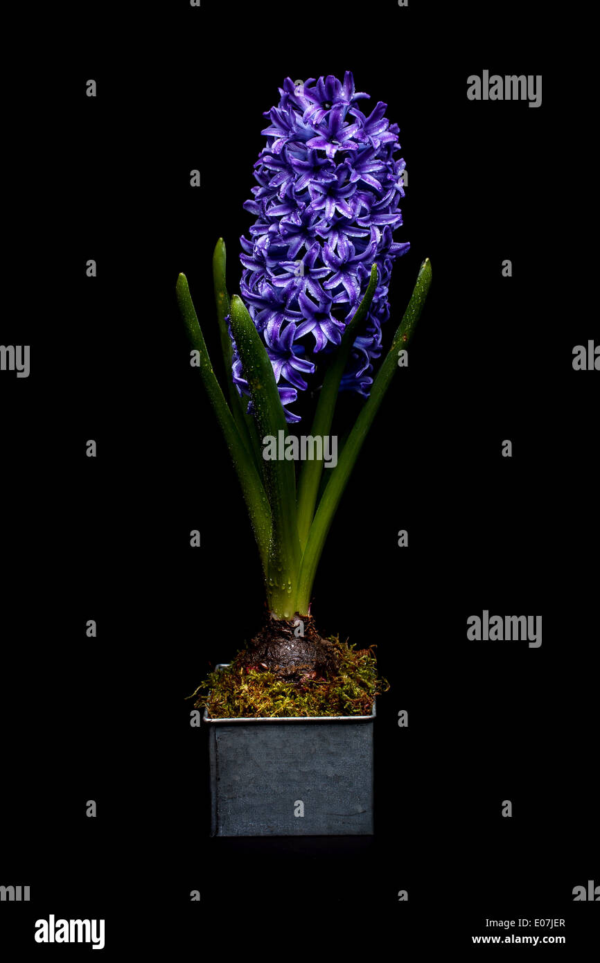 Schöne blaue Hyazinthe auf schwarzem Hintergrund isoliert Stockfoto