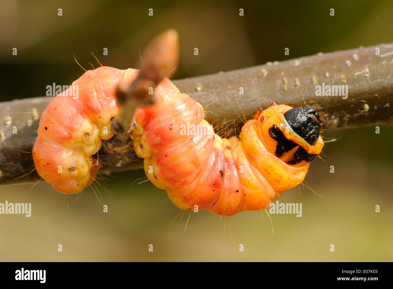 Große orange Raupe eines Insekts aus Gartenerde. Stockfoto