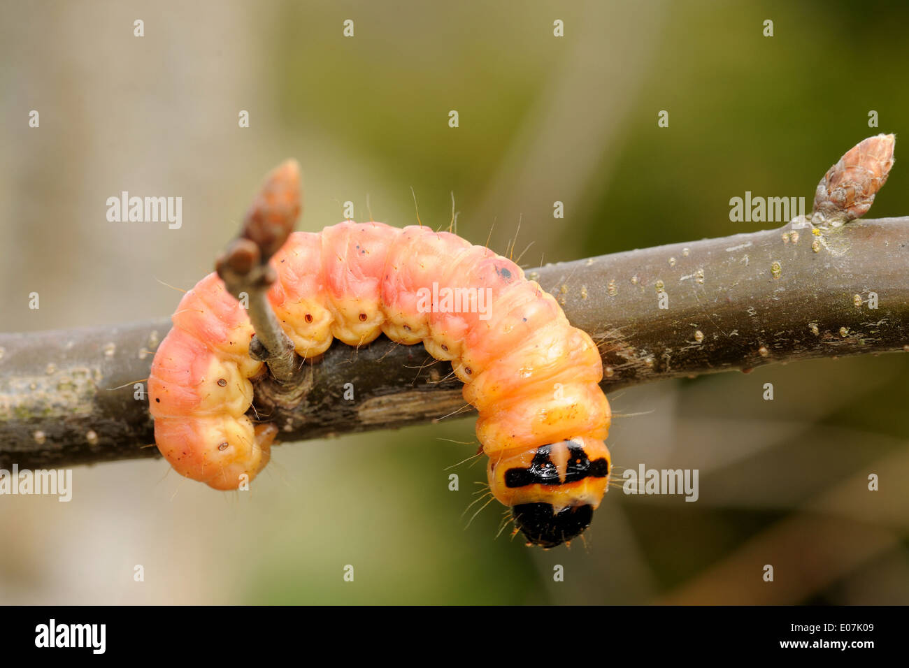 Große orange Raupe eines Insekts aus Gartenerde. Stockfoto