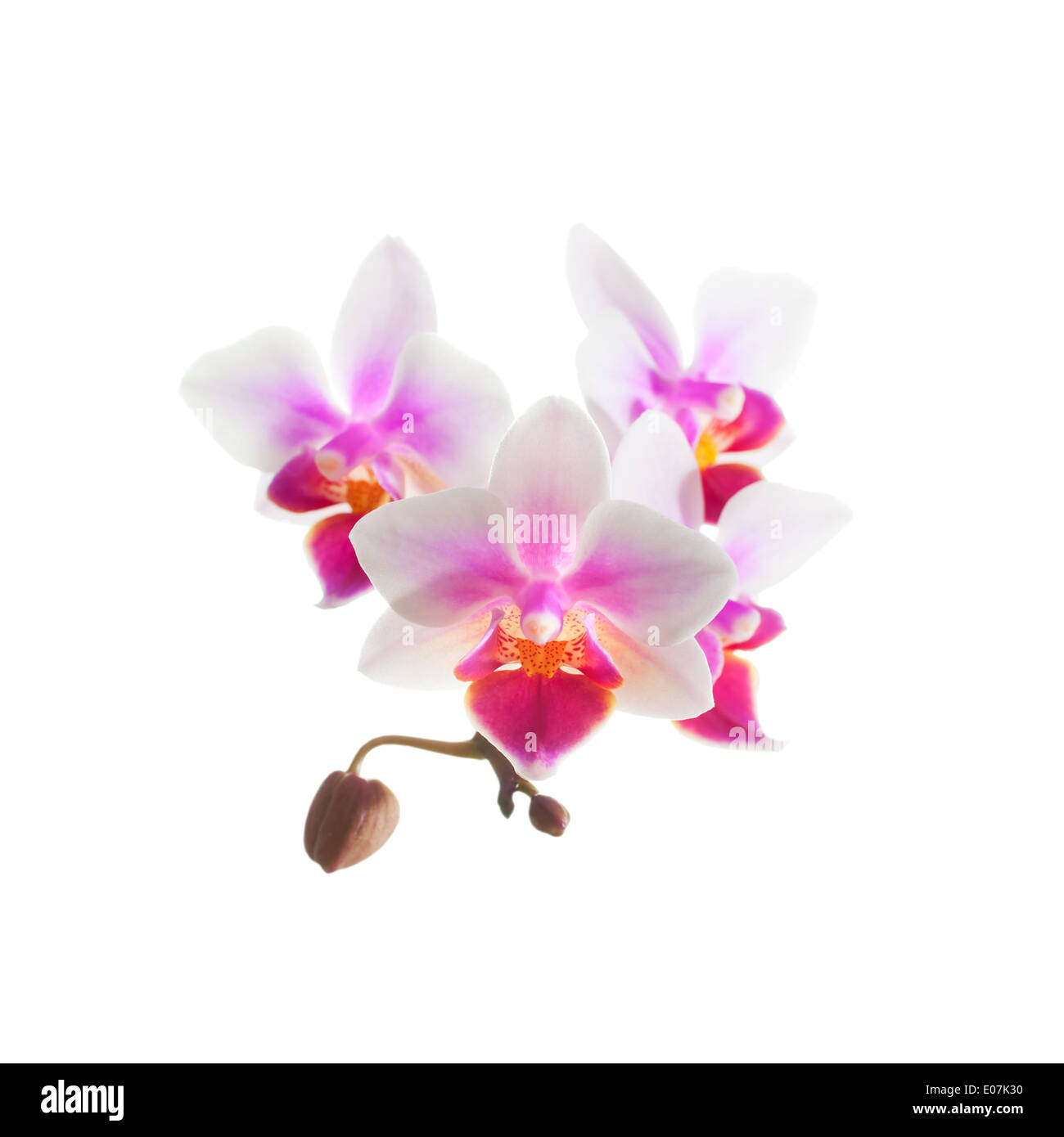 Weiß lila Phalaenopsis Orchideen Blüten isoliert auf weißem Hintergrund Stockfoto
