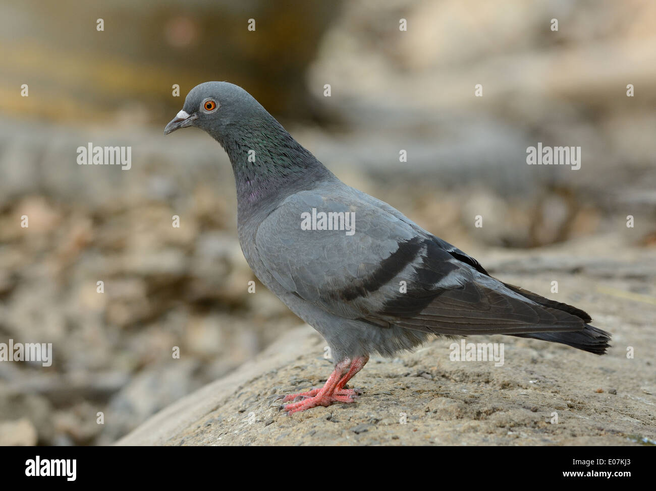 schöne männliche Rock Taube (Columba Livia) stehen auf dem Boden Stockfoto