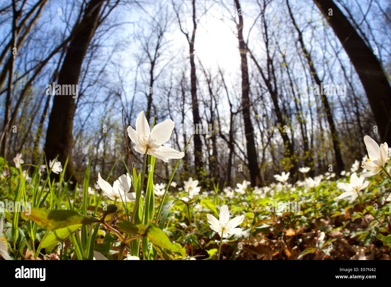 Schneeglöckchen Anemone Blumen im sonnigen Frühlingswald Stockfoto