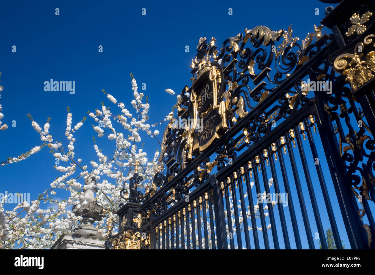 Jubiläums-Gates im Frühjahr mit weißen Blüten auf Bäumen The Regents Park London England UK Stockfoto