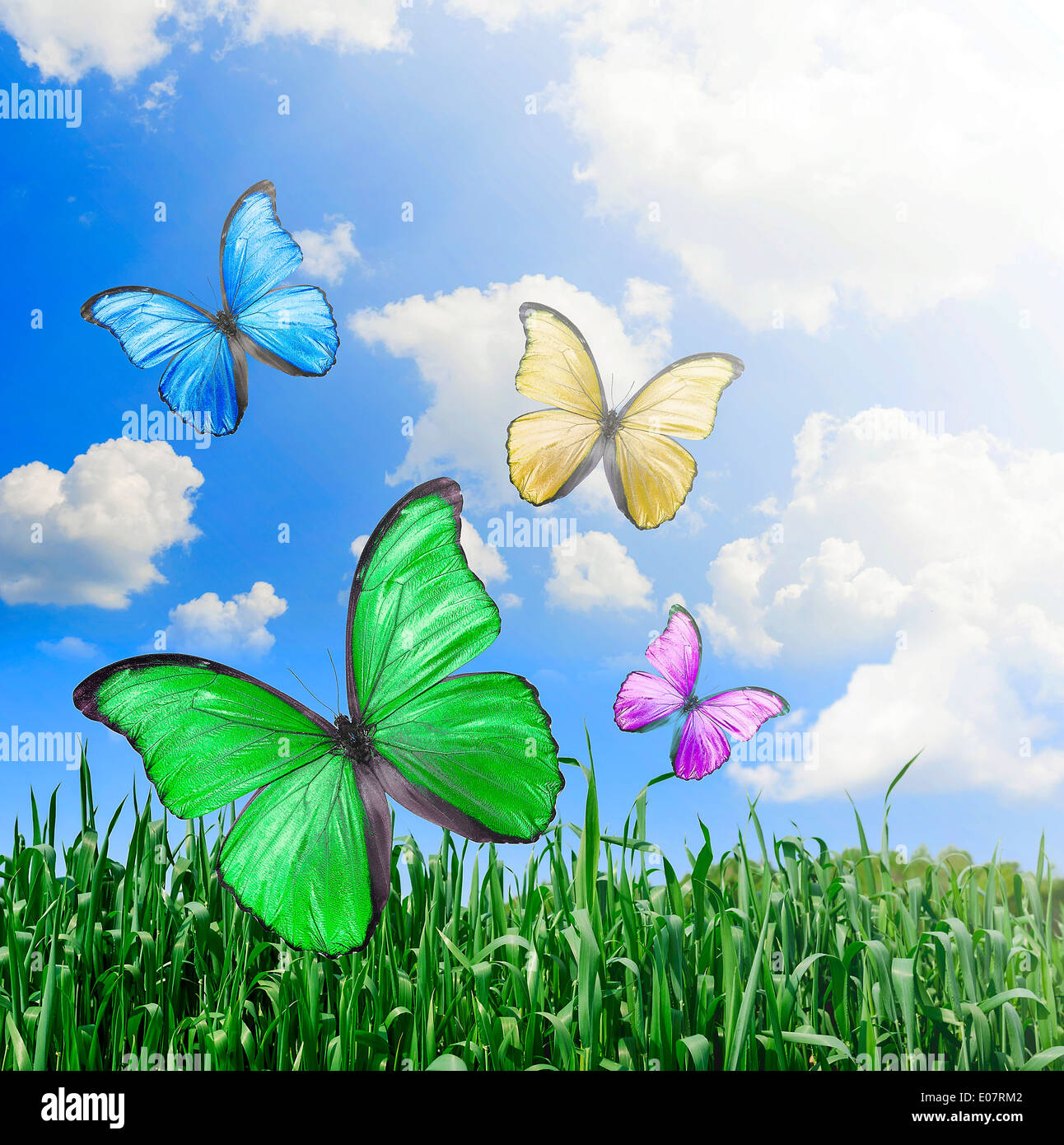 Fliegende Schmetterlinge, schönen grünen Rasen unter blauem Himmel