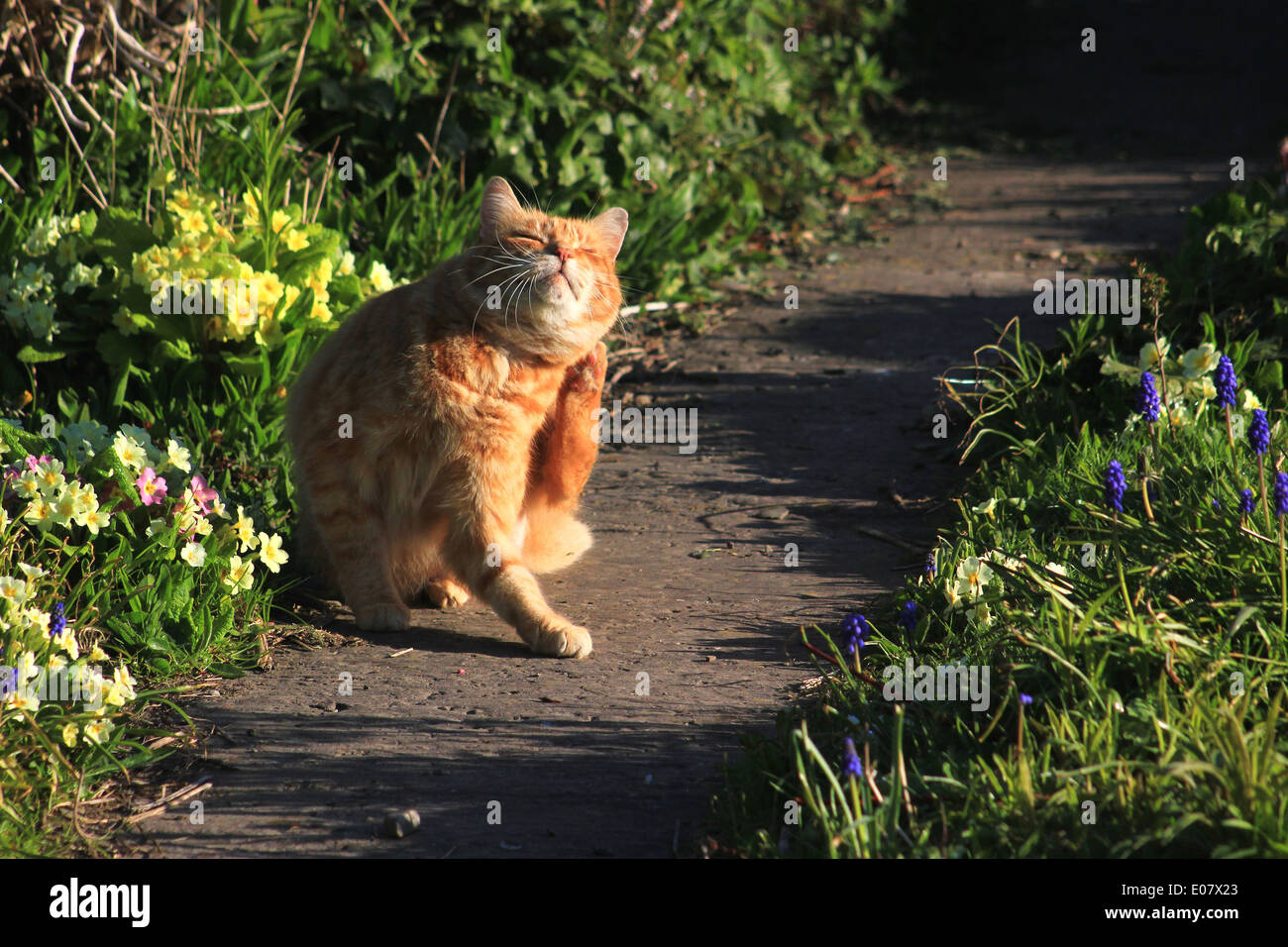 Ingwer-Katze Pflege in den frühen Morgenstunden Stockfoto