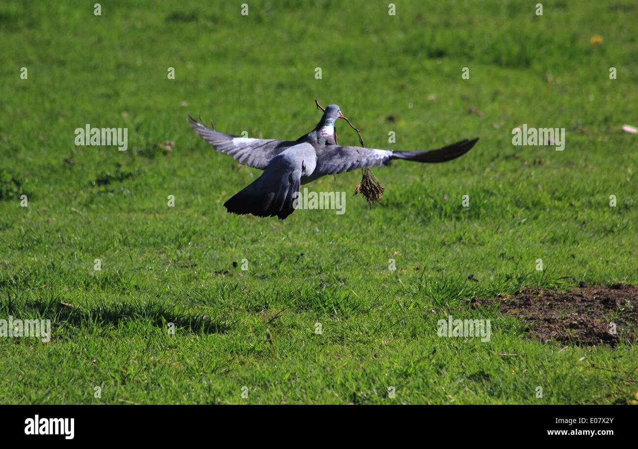 Ringeltaube fliegen mit Zweig für Schachteln Stockfoto