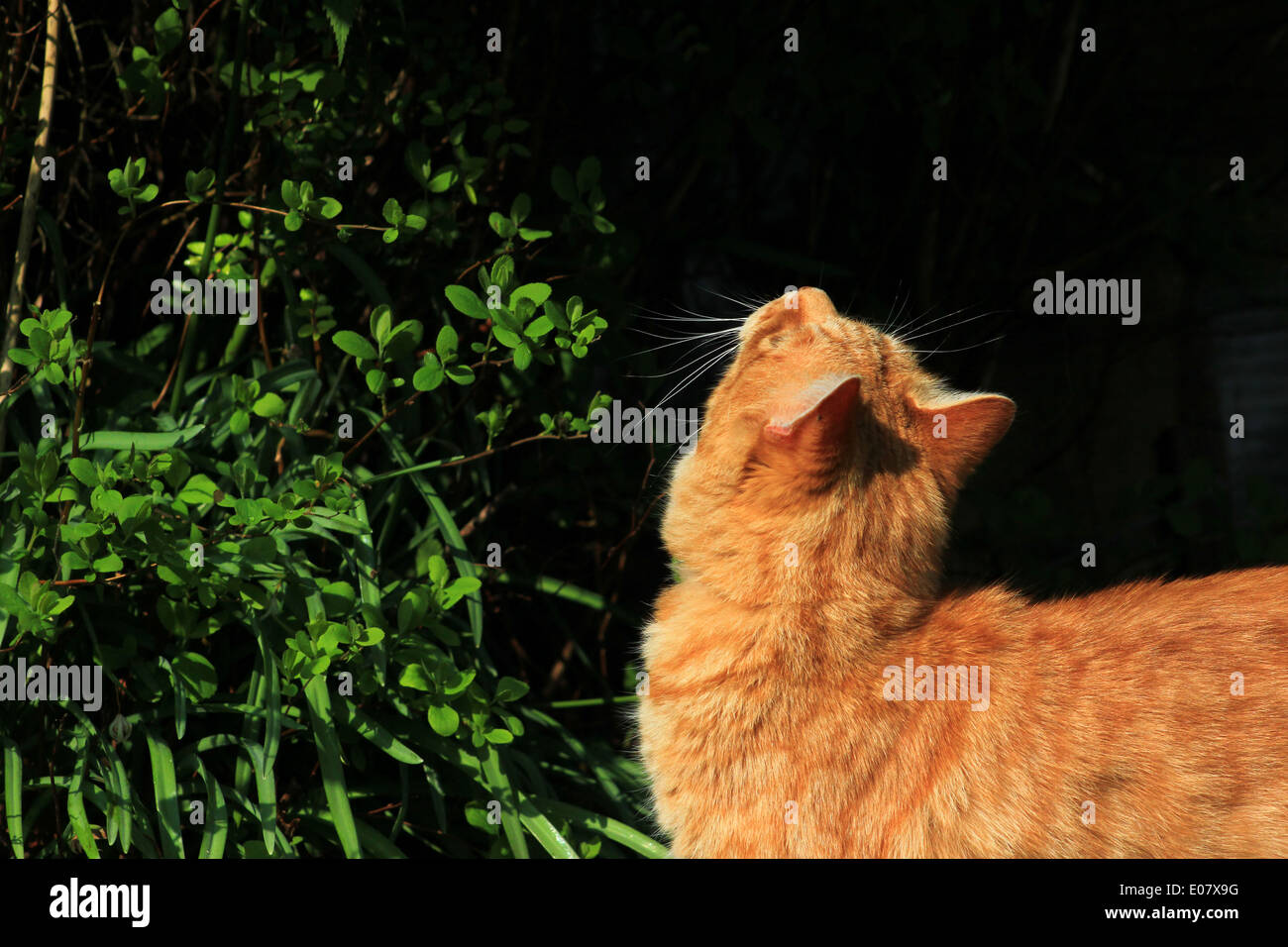 Ingwer Katze schnüffeln Pflanze im Garten Stockfoto