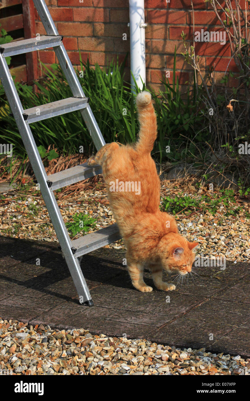 Ingwer Katze spaziert Trittleiter im Garten Stockfoto