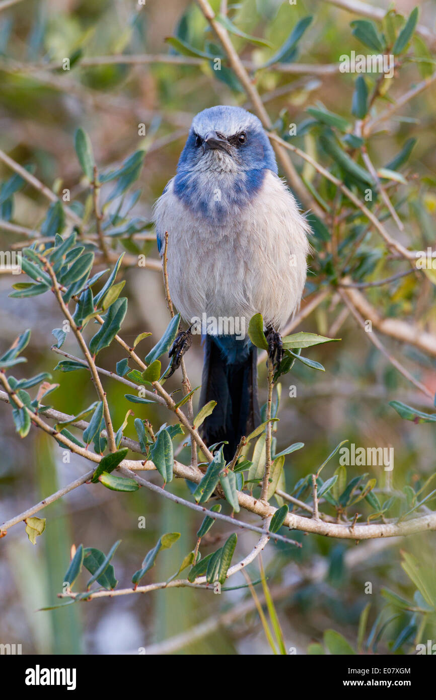 Florida Scrub Jay starrte nach vorne Stockfoto